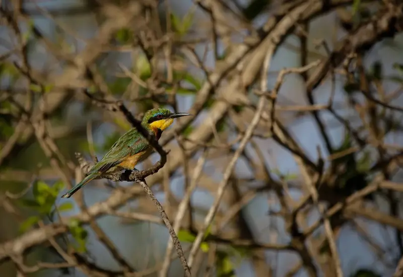 Một điểm đến ở Việt Nam vào top ngắm chim đẹp nhất thế giới- Ảnh 3.