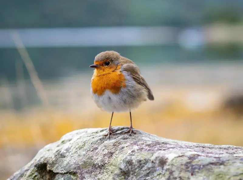 Một điểm đến ở Việt Nam vào top ngắm chim đẹp nhất thế giới- Ảnh 6.