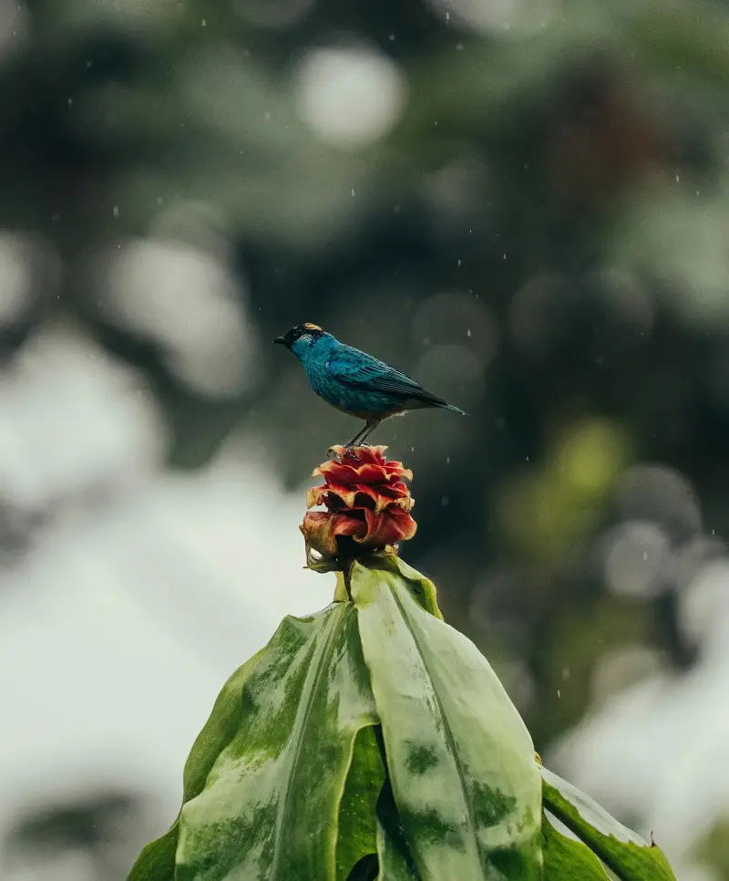 Một điểm đến ở Việt Nam vào top ngắm chim đẹp nhất thế giới- Ảnh 11.