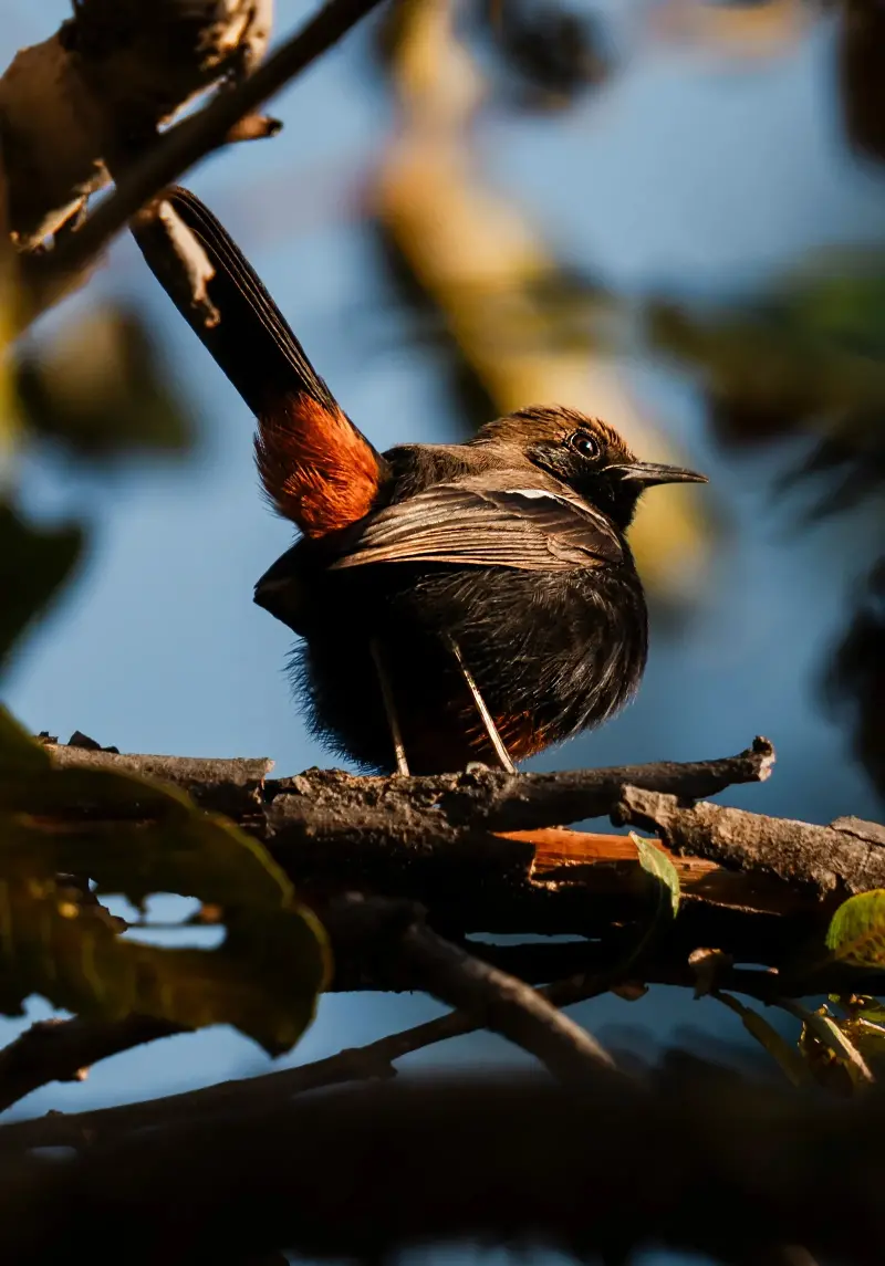 Một điểm đến ở Việt Nam vào top ngắm chim đẹp nhất thế giới- Ảnh 4.