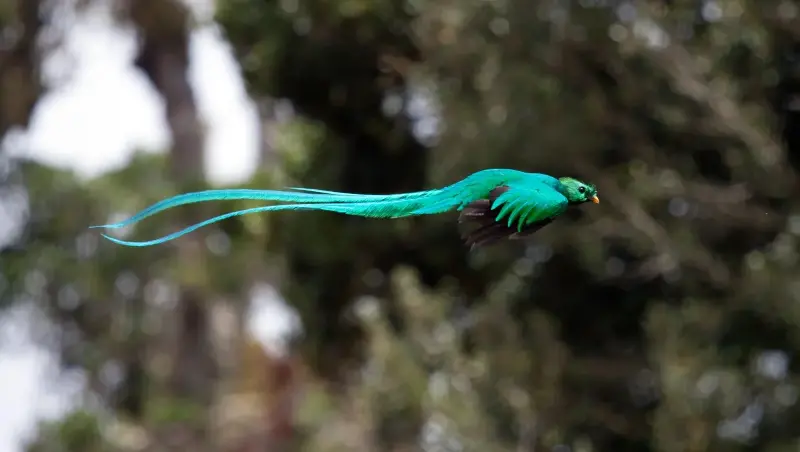 Một điểm đến ở Việt Nam vào top ngắm chim đẹp nhất thế giới- Ảnh 7.