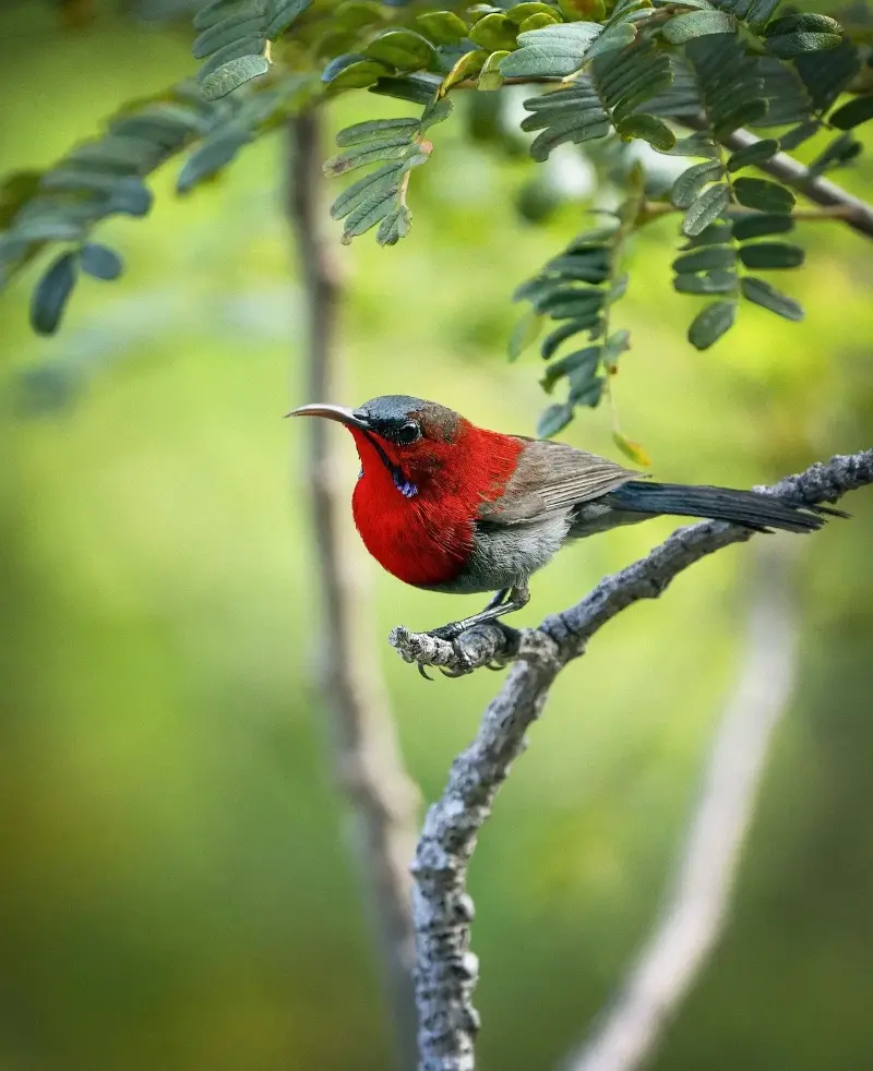 Một điểm đến ở Việt Nam vào top ngắm chim đẹp nhất thế giới- Ảnh 8.