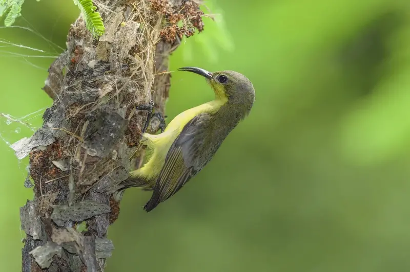 Một điểm đến ở Việt Nam vào top ngắm chim đẹp nhất thế giới- Ảnh 10.