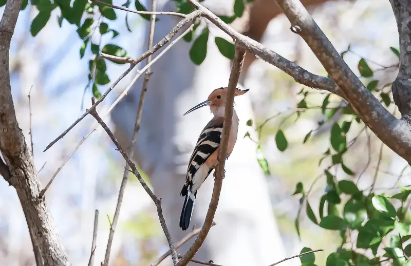 Một điểm đến ở Việt Nam vào top ngắm chim đẹp nhất thế giới- Ảnh 5.