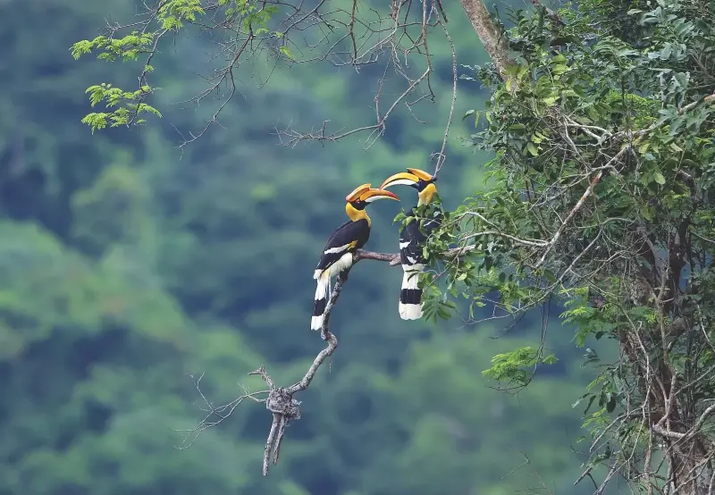 Một điểm đến ở Việt Nam vào top ngắm chim đẹp nhất thế giới- Ảnh 2.