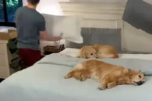 Lounging golden retrievers have hilarious (non)reaction when human parents try to change bedding