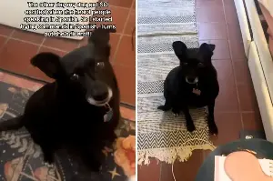 Owner notices dog's reaction when hearing Spanish-Then realizes something