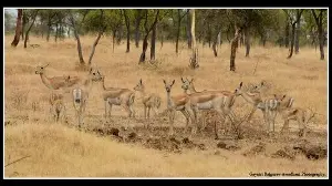 Forest dept. flags fire, human-wildlife conflict risks amid water shortage