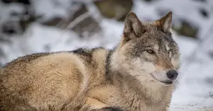 The wolf population estimate changed significantly.