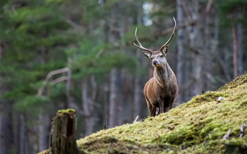 Marooned between the Scottish pines is wildlife waiting to be discovered - Wayne Marinovich/iStockphoto