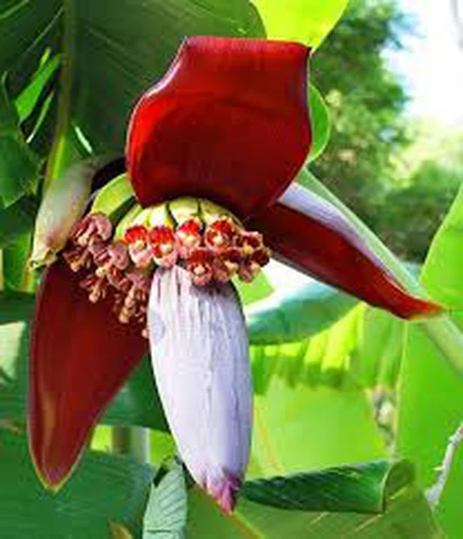 What are the uses of banana blossoms? - Photo 2. Hoa chuối thông huyết, nhuận phế