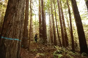 After exile, California tribes could help oversee ancestral redwoods again