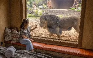 The UK’s top wildlife parks with overnight stays this summer