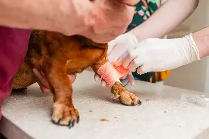 ‘Born To Be Dramatic’ Dachshund Won’t Stop Showing Off Injured Paw