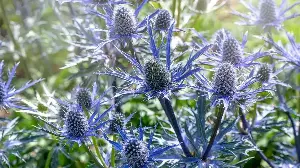 This Striking Blue Plant Will Keep Your Patio Looking Lively During a Heatwave – It's Drought-Tolerant and Loves to Be Ignored