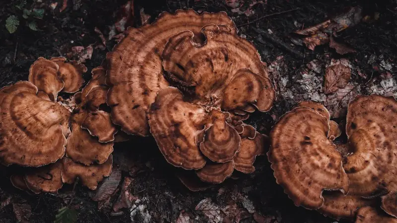 mycorrhizal fungi hyphae