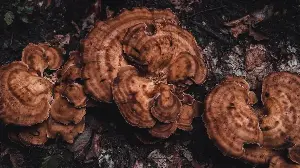 Understanding underground fungal networks