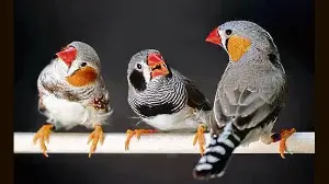 On the same wavelength: Why do we like the same birdsongs that birds like?