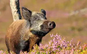 The 10 ‘lost’ species that have returned to Britain