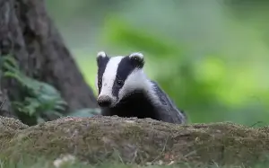 Don’t take injured badgers home, say police