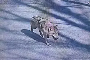 Wolf that escaped from South Korean zoo recaptured after 9 days.