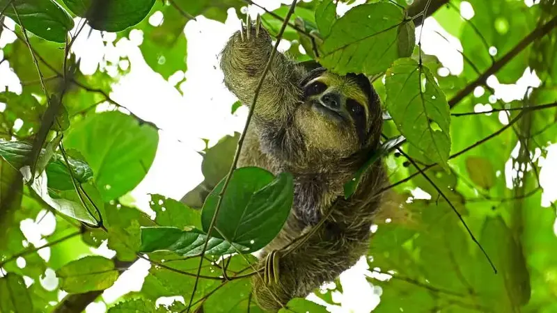 Sloth in Panama