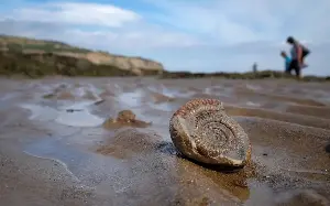 The best places to go fossil hunting in Britain