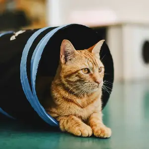 Thailand Cat Lovers Fair is back at Muang Thong Thani