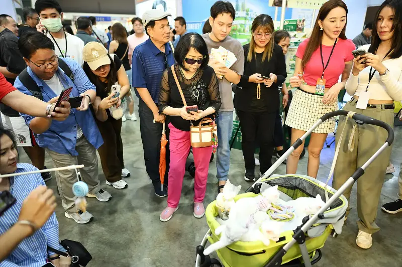 (Photos courtesy of Thailand Cat Lovers Fair)