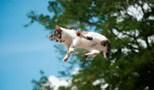 Cats’ Greatest Mystery Solved by Scientists