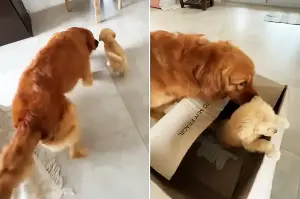 Dog meets puppy brother for the first time, and his reaction is unforgettable