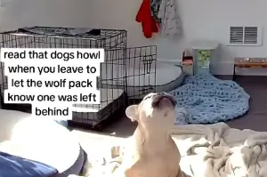 Owner Sees French Bulldog Home Alone Howling on Pet Cam, Then Realizes Why