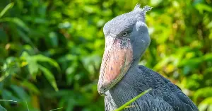 The shoebill bird fascinates tourists.