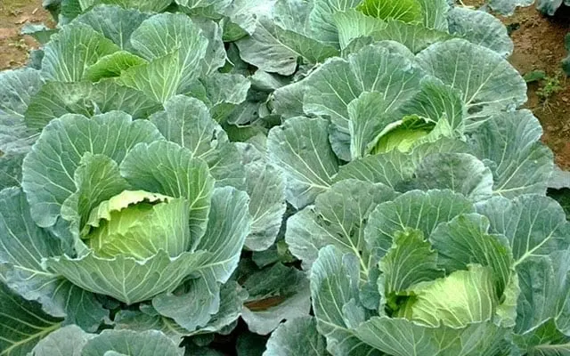 Loại rau củ quả ăn vừa no lâu, vừa cung cấp nhiều vitamin, khoáng chất trong mùa đông - Ảnh 2.