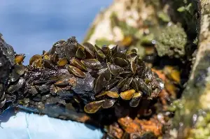 What to know about the golden mussels invading California’s waterways
