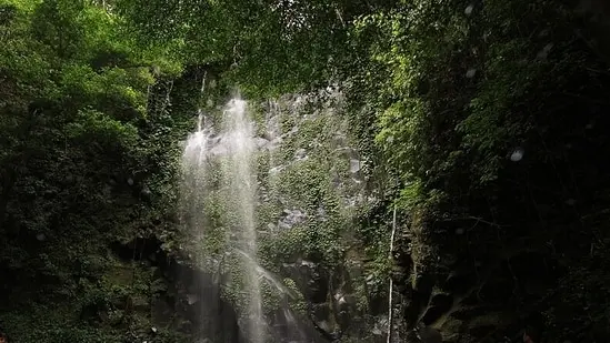 Leuser is the only place on Earth where tigers, rhinos, orangutans, and elephants all live together.