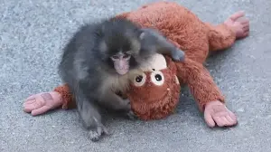 Internet sensation Punch the baby monkey wins hearts again with ‘bye-bye’ wave; watch video