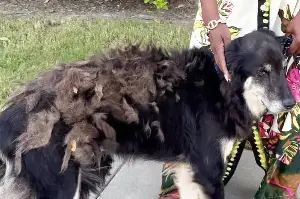 Dog vanishes for seven years before a microchip miracle changes everything