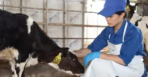 Kun Fresh Milk and the supply chain for 'delicious homemade milk'