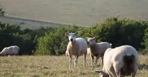 Sheep can remember individual faces