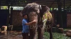 Bandung Zoo Faces Animal Feed Crisis as Funding Nears End
