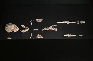 New fossils suggest human evolution was more crowded than scientists thought
