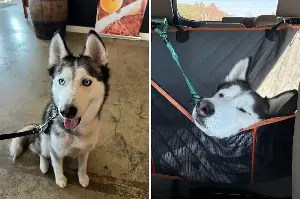 Husky Gets Banned From Daycare, Hysterics Over His Response When Collected