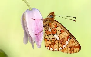 Global warming helps butterfly species to thrive