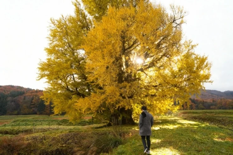 The 650-year-old ginkgo tree is resplendent with golden blossoms.
