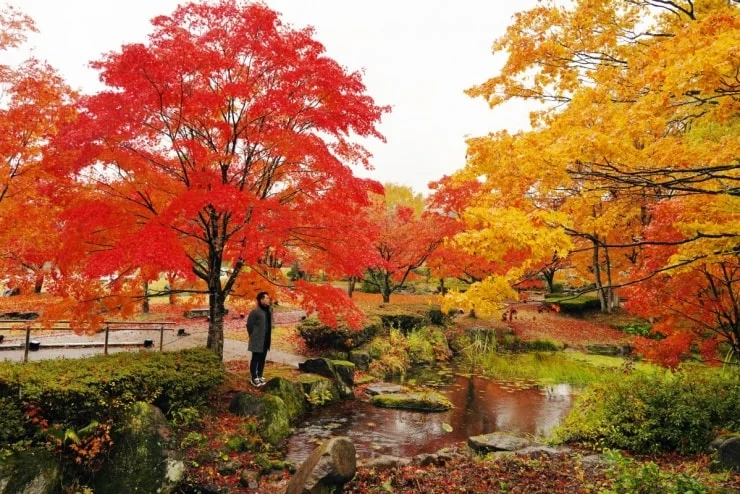 The golden autumn scenery in Fukushima
