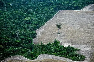 Earth Talk: Amazon reforestation