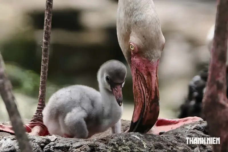 Three flamingos hatched at the Saigon Zoo; why is the parents' 'milk' for their offspring red? - Photo 1.