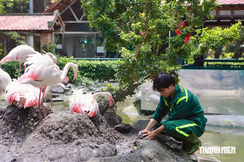 Three flamingos hatched at the Saigon Zoo; why is the parents' 'milk' for their offspring red? - Photo 5.