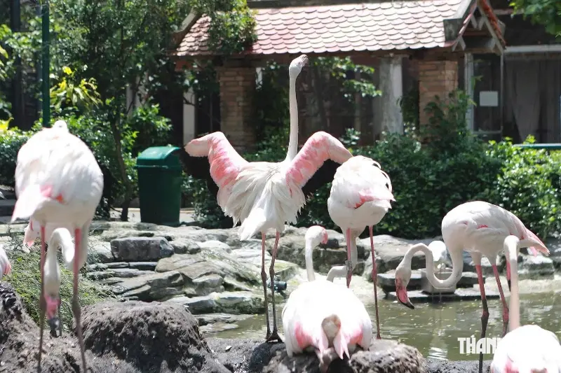Three flamingos hatched at the Saigon Zoo; why is the parents' 'milk' for their offspring red? - Photo 6.